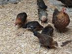 Tekoop mooie krielkipjes en haantjes, Dieren en Toebehoren, Pluimvee, Kip
