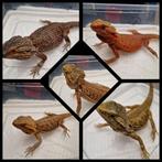5 vrouwtjes baardagamen mooie kleuren, Animaux & Accessoires, Reptiles & Amphibiens