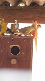 Kweekkoppels + jongen va  2025 verschillende mutaties, Dieren en Toebehoren, Vogels | Parkieten en Papegaaien