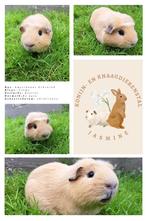 Verschillende cavia'tjes beschikbaar, Meerdere dieren, Cavia, Tam