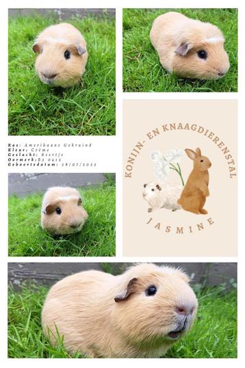 Verschillende cavia'tjes beschikbaar beschikbaar voor biedingen