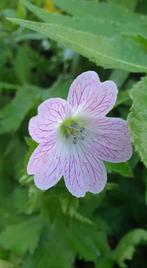 Geranium Versicolor / ooievaarsbek vanaf 1 euro, Vaste plant, Halfschaduw, Zomer, Ophalen