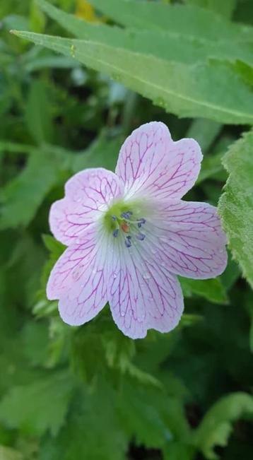 Geranium Versicolor / ooievaarsbek vanaf 1 euro  beschikbaar voor biedingen