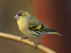 Europese sijs, Dieren en Toebehoren, Mannelijk, Wildzangvogel, Geringd