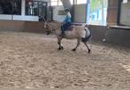 Fjord te koop, Animaux & Accessoires, Chevaux, Jument