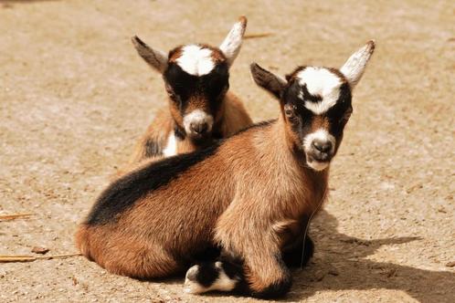 2 gratis geitjes, lees beschrijving, Dieren en Toebehoren, Schapen, Geiten en Varkens