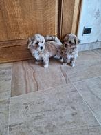 Maltipoo pups, Dieren en Toebehoren, Honden | Chihuahua's en Gezelschapshonden, België, CDV (hondenziekte), 8 tot 15 weken, Meerdere