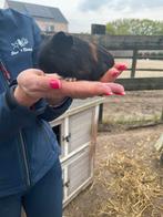 Jonge cavia’s, Dieren en Toebehoren, Knaagdieren, Cavia