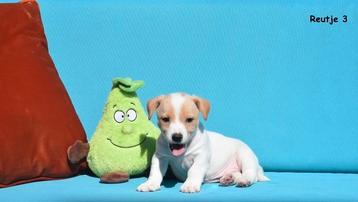 Jack Russell pupjes  beschikbaar voor biedingen