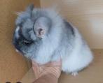 Angora chinchilla GEZOCHT vrouw. Ik heb ze NIET. Ik zoek ze, Animaux & Accessoires, Rongeurs, Chinchilla, Domestique, Janvier
