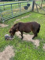Kinderpony met belg stamboek 63 cm