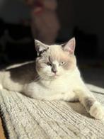 Britse korthaar blue point, Kater, Gechipt, 0 tot 2 jaar