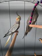 deux oiseaux calopsittes et une cage, Dieren en Toebehoren, Ophalen