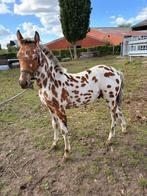 APPALOOSA LEOPARD VEULEN TE KOOP, Dieren en Toebehoren, Paarden, Niet van toepassing, 0 tot 2 jaar, Hengst, Gechipt