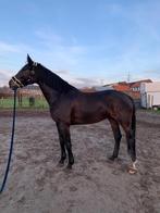 9 jarige merrie te koop, Dieren en Toebehoren, Paarden, Merrie, Springpaard, 7 tot 10 jaar, 165 tot 170 cm