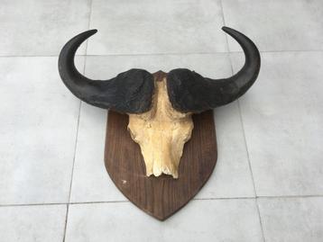 Buffel - kafferbuffel schedel met hoorns Buffel - kafferbuf beschikbaar voor biedingen
