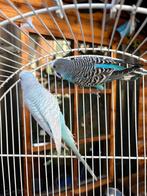 Grasparkiet +kooi, Dieren en Toebehoren