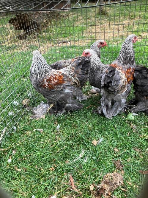 Brahmakriel hanen BSO, Dieren en Toebehoren, Pluimvee, Kip