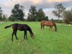 Kweekmerrie te koop, Dieren en Toebehoren, Paarden, Merrie