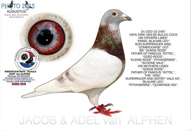 Best Kittel doffer, Dieren en Toebehoren, Vogels | Duiven, Postduif, Mannelijk