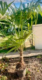 Palmier d’exterieur, Enlèvement, Palmier