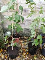 Volwassen frambozenplanten + grote doornloze braambes plante, Halfschaduw, Zomer, Vaste plant, Fruitplanten
