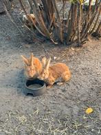 2 voedsters (zussen) Reus, Dieren en Toebehoren, Vrouwelijk, Groot, 0 tot 2 jaar