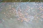 baby koi van 7/10 cm vanaf 2,40 €/stuk., Karper of Koi