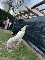 Oh shamo, Dieren en Toebehoren, Pluimvee