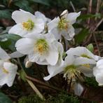 Diverse vaste planten, Tuin en Terras, Ophalen, Vaste plant