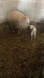 Schapen met ooilam te koop, Animaux & Accessoires, Mouton, Femelle