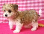 Super leuke kruising Bichon x Yorkshire pup!, 15 weken tot 1 jaar, Buitenland, Eén hond, Klein