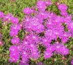 tuinplant Delosperma, ijsbloem - lila - 1,50/pot, Ophalen, Winter, Volle zon