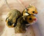 Handtamme goudhamster/syrische hamster vrouwlijk, Dieren en Toebehoren, Hamster, Vrouwelijk, Tam, September