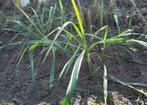 Jonge stevige yucca's (palmlelie) uit de volle grond., Volle zon, Vaste plant, Zomer, Ophalen