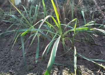  Jonge stevige yucca's (palmlelie) uit de volle grond. beschikbaar voor biedingen