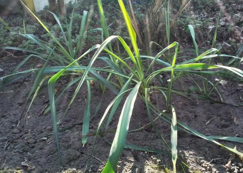 Jonge stevige yucca's (palmlelie) uit de volle grond., Tuin en Terras, Planten | Tuinplanten, Vaste plant, Overige soorten, Volle zon