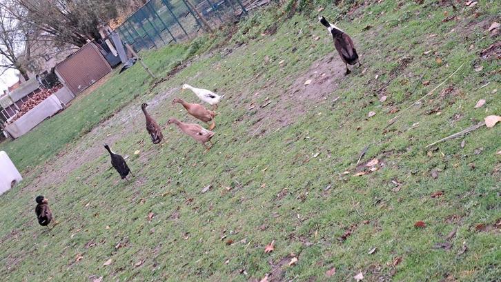 Loopeenden, Dieren en Toebehoren, Pluimvee, Eend, Meerdere dieren