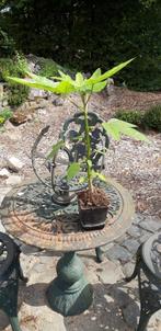 Papaya, Ophalen, Minder dan 100 cm, Lente, Overige soorten