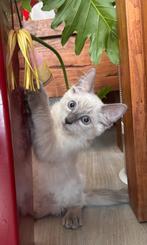 Super mooie Raszuivere Ragdoll Kittens, Meerdere dieren, Ontwormd, 0 tot 2 jaar