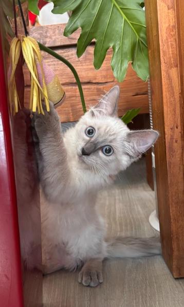 Super beaux chatons Ragdoll de race pure, Plusieurs animaux, Vermifugé, 0 à 2 ans