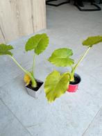 Olifantsoor, Ophalen