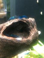 Blue dream garnalen (neocaridina), Homard, Crabe ou Crevette, Poisson d'eau douce, Banc de poissons