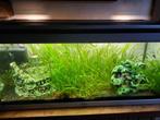 plantes pour aquarium, Ophalen of Verzenden