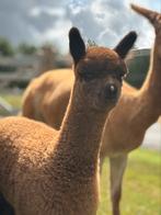 Alpaca Hengstenveulen, Mei, Mannelijk