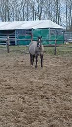 Merrie Grullo Quarter AQHA, Moins de 160 cm, Cheval western, Non dressé, Avec pedigree