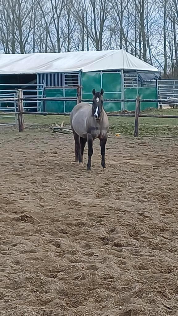 Merrie Grullo Quarter AQHA, Animaux & Accessoires, Chevaux, Jument, Non dressé, Moins de 160 cm, 3 à 6 ans, Cheval western, Avec pedigree