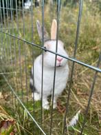 Konijntje + hok + ren, Dieren en Toebehoren, Cavia, Hok, Ophalen, Minder dan 60 cm