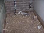 Chinese dwergkwartels, Dieren en Toebehoren, Vogels | Overige Vogels, Meerdere dieren, Wildzangvogel