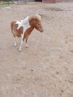 Ponny, Dieren en Toebehoren